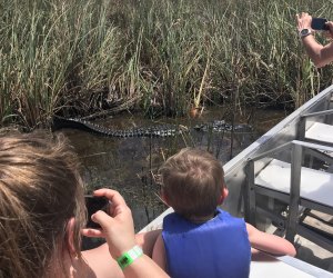 Alligator and child at Sawgrass Recreation Park