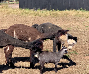 California Vacation Home Rentals for Families: Meet the alpacas.