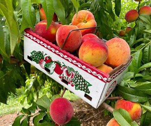 Peach picking in New Jersey Alstede Farms