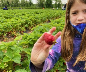 Girl picking strawberries at Alstede Farms