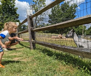 Alstede Farms' friendly animals are always anxious to greet young visitors. Bring your quarters so you can purchase feed for them!