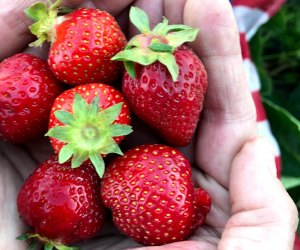 Strawberry picking near NYC: Alstede Farms