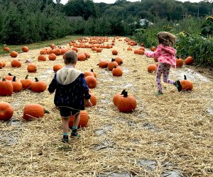 Pick the largest pumpkin you can carry at Alstede Farms. Photo by Rose Gordon Sala