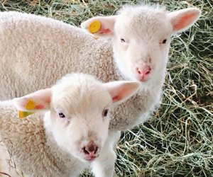 lambs at Alstede Farms nj staycation Best Things To Do in New Jersey with Kids this Spring: 