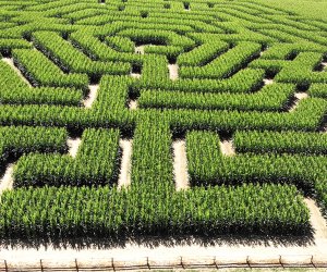 Corn mazes near NYC: Alstede Farm