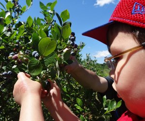 Best Blueberry Picking Farms and Festivals in New Jersey: Alstede Farms Blueberry picking