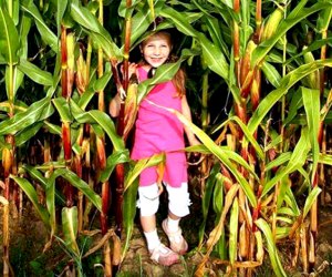 Weekend Fun: Corn Maze, WILD Outdoor Expo, Greek Festivals Alstede Farms' Giant Corn Maze opens this weekend! Photo courtesy of the farm