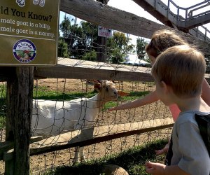 Alstede Farms petting zoo