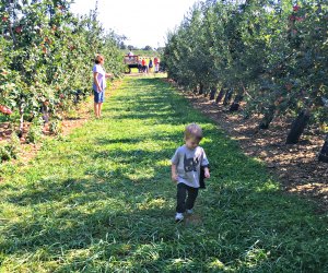 Apple picking near NYC Alstede Farms