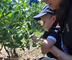 Even the littlest visitors can pick their own blueberries. Photo by Kaylynn Ebner