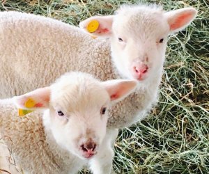 Meet baby barnyard animals at Alstede Farms' Easter and Springtime Family Festival. Photo courtesy of the farm via Facebook