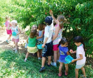 Don't miss the last weekend of Alstede Farms' Peach Harvest Festival. Photo courtesy of the farm