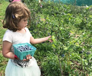 Blueberry picking near NYC at Alstede Farms