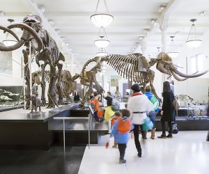Take a walk through one of the dinosaur halls at the American Museum of Natural History in New York.