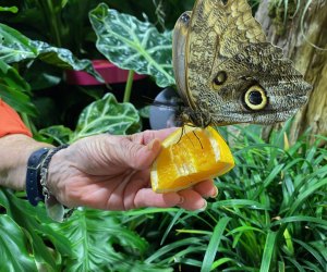AMNH and more science museums near NYC: Hands on fun in the butterfly vivarium