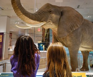 Get up close to a life-sized African Elephant model at the AMNH's new Secret World of Elephant exhibit. Photo by Alvaro Keding/AMNH