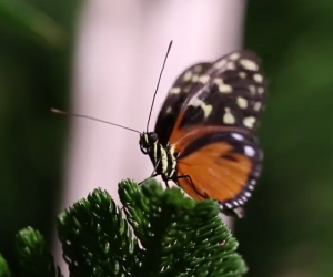 Monarch butterfly, Museum of Natural History