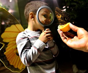 Visit the astonishing world of butterflies at the Butterfly Conservatory at the AMNH. Photo courtesy of the museum