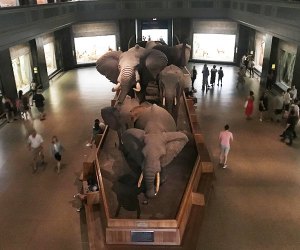 AMNH: Akeley Hall of African Mammals. 