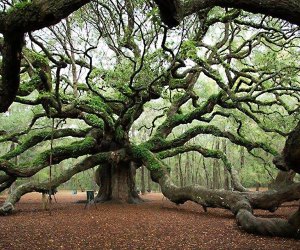 Things To Do in Charleston, SC: Angel Oak Park