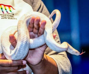 Creatures Big & Small Weekends in January: Animal Ambassador photo courtesy of the Museum of Discovery  and Science