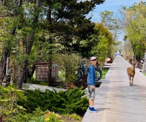 Visit Fire Island this Mother's Day to make new friends, with two legs and four