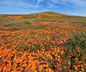 Spring break in Los Angeles: Spring wildflower hikes at Antelope Poppy Reserve