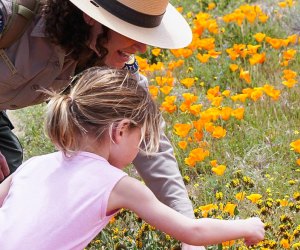Spring Wildflower Hikes near Los Angeles: Antelope Valley Poppy Reserve