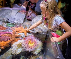 Kids get interactive with animals at the Aquarium of the Pacific.