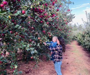 Pick apples at Apple Ridge Farms and do all the favorite fall traditions at Apple Hill. Photo courtesy of Gina Ragland