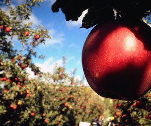 Pick from a number of apple varieties at Hudson Valley orchards. Photo by Leslie Seaton via Flickr