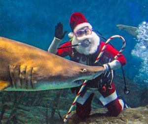 Santa Claus is showing up all over Connecticut this December!Shark Diving Santa photo courtesy of the Maritime Aquarium 