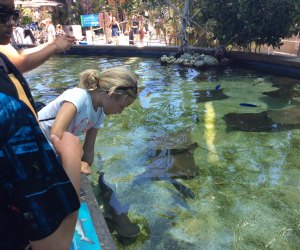 Aquarium of the Pacific - sharks and rays