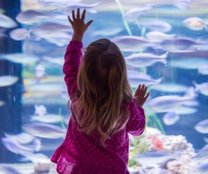 Things to do in downtown Houston: Downtown Aquarium
