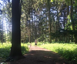 There are both woodland and paved trails at the Morton Arboretum. Photo by Maureen Wilkey