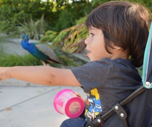 Los Angeles Arboretum peacocks