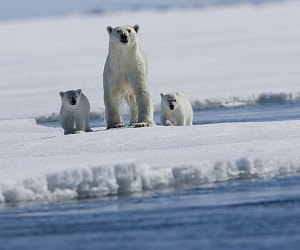 Arctic Tale is the story of a polar bear cub and a baby walrus surviving in the face of climate change. Photo courtesy of National Geographic Films