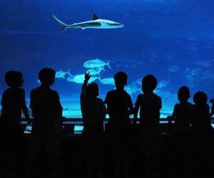 Indoor activities for kids The Adventure Aquarium exhibits