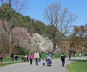 Photo of people walking through Arnold Arboretum.