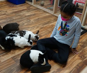 Meet—and feed—the furry, friendly bunnies at The Art Farm.