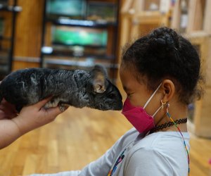 Meet Minnie, the lovable chinchilla who shares whisker kisses at The Art Farm on the Upper East Side. Photo by Jody Mercier