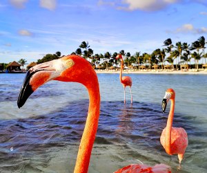 You just might catch a glimpse of Aruba's resident pink flamingos! Photo by Frugal Flyer on Unsplash