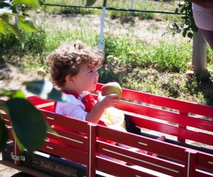 Things to do on Long Island this Weekend with Kids: Dragon Boat Races, KidStock, Italian Festival As part of the seasonal festivities enjoy apple-themed games thoughout the day at Harbes Family Farm. Photo courtesy of the farm