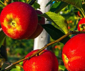 close-up of apples on the tree