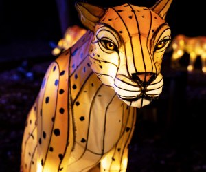 The IllumiNights lantern festival opens at Zoo Atlanta.Photo courtesy of the zoo