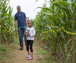 Buford Corn Maze : atlanta pumpkin patches and corn mazes