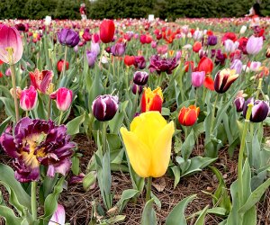Callaway Farms Tulips