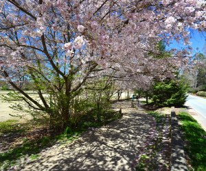 Where to see Cherry Blossoms in Atlanta: Chastain Memorial Park Cherry Blossoms