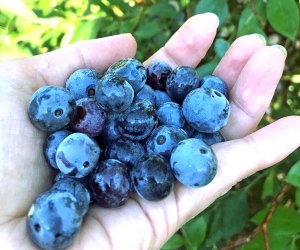 The only thing better than picking blueberries is eating them! Photo by Rebecca Leffler