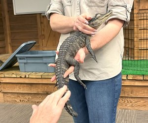 Okefenokee Swamp Park : Petting Zoos, Animal Farms, and Animal Sanctuaries Near Atlanta